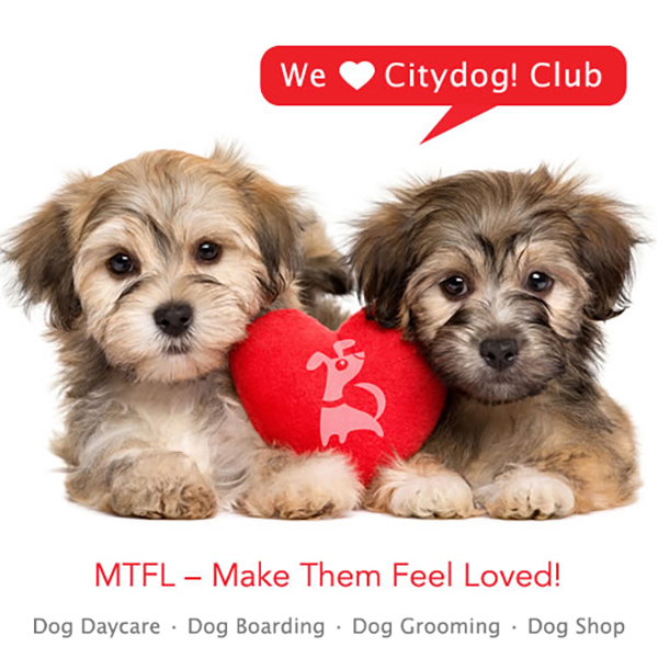 Citydog! Club Dog Daycare, Dog Boarding, Dog Grooming and Fun!