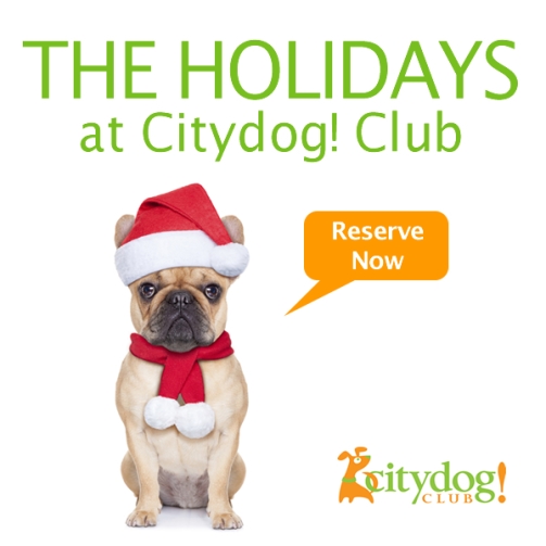 Citydog! Club Dog Daycare, Dog Boarding, Dog Grooming and Fun!