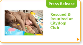 Rescued & Reunited at Citydog! Club